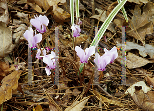 Picture of Cyclamen coum 