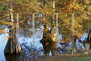 Picture of Taxodium distichum 