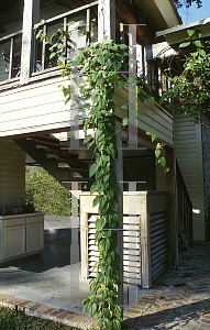 Picture of Thunbergia grandiflora 