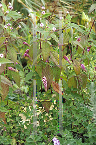 Picture of Verbena trifoliata 