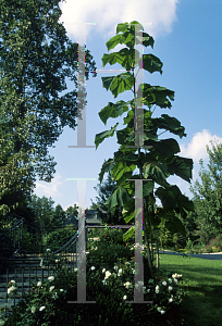 Picture of Paulownia tomentosa 