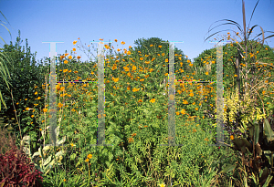 Picture of Cosmos sulphureus 