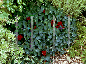Picture of Tropaeolum majus 