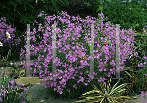 Picture of Dianthus superbus var. longicalyensis 