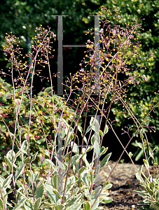 Picture of Talinum paniculatum 'Variegatum'