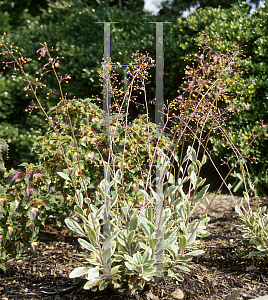 Picture of Talinum paniculatum 'Variegatum'