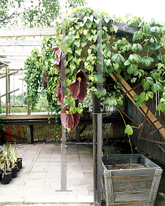 Picture of Aristolochia gigantea 