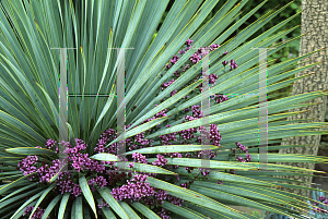 Picture of Yucca rostrata 'Rosenkuppel'