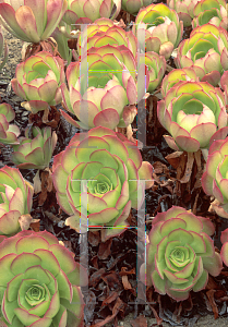 Picture of Aeonium undulatum 