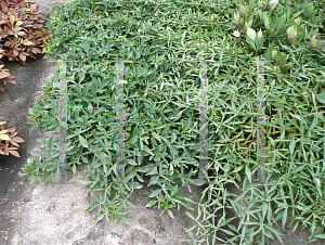 Picture of Ipomoea batatas 'Sweet Caroline Light Green'