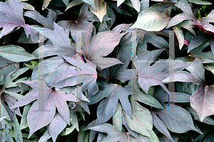 Picture of Ipomoea batatas 'Sweet Caroline Purple'