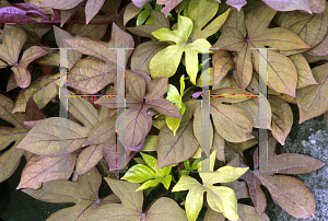 Picture of Ipomoea batatas 'Sweet Caroline Bronze'