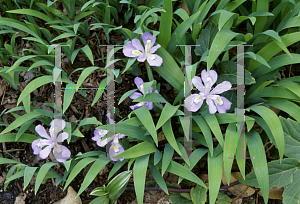 Picture of Iris cristata 