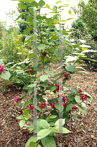 Picture of X Sinocalycanthus raulstonii 'Hartlage Wine'