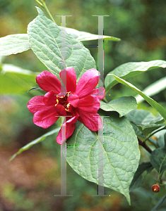 Picture of X Sinocalycanthus raulstonii 'Hartlage Wine'