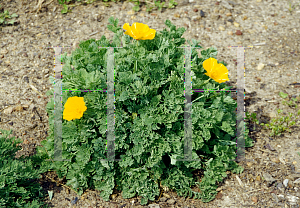 Picture of Eschscholzia mexicana 