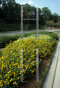 Picture of Lantana camara 'New Gold'