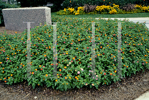 Picture of Lantana camara 