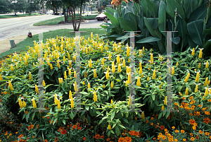 Picture of Pachystachys lutea 