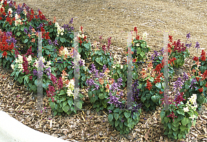 Picture of Salvia splendens 