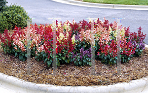 Picture of Salvia splendens 