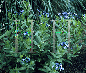 Picture of Amsonia tabernaemontana 'Blue Ice'