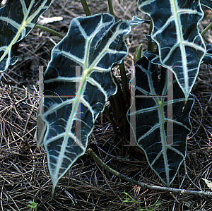 Picture of Alocasia x amazonica 'Polly'