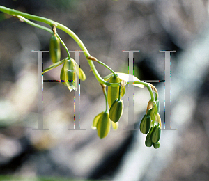 Picture of Albuca canadensis 