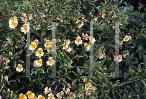 Picture of Alstroemeria x 'Walter Fleming'