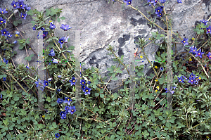 Picture of Anagallis monellii 'Skylover'