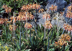 Picture of Aloe saponaria 