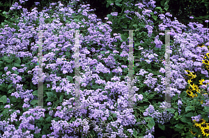 Picture of Ageratum houstonianum 'Leilani Blue'