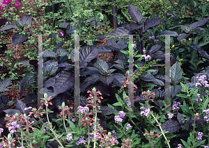 Picture of Alternanthera  'Purple Knight'