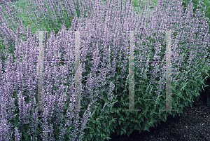 Picture of Agastache  'Pink Pop'