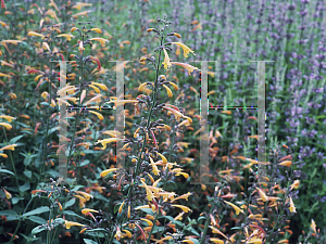 Picture of Agastache  'Navajo Sunset'