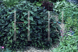 Picture of Ageratina altissima 'Chocolate'