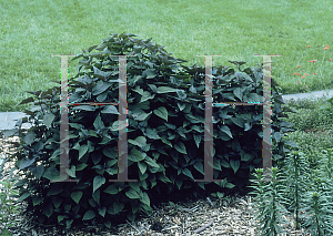 Picture of Ageratina altissima 'Chocolate'