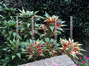 Picture of Amaranthus x 'Perfecta'