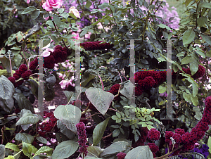 Picture of Amaranthus x 'Towers Mix'