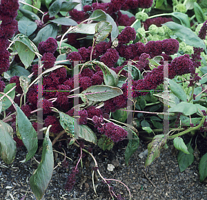 Picture of Amaranthus x 'Towers Mix'