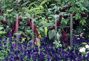 Picture of Amaranthus x 'Towers Mix'