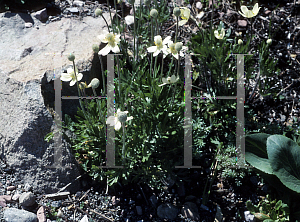 Picture of Anemone biarmiensis 