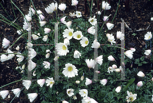 Picture of Anemone blanda 'White Splendor'