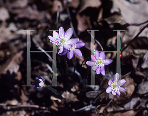 Picture of Hepatica acutiloba 