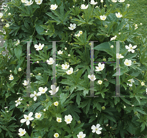 Picture of Anemone canadensis 