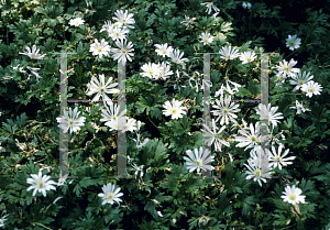 Picture of Anemone blanda 'White Splendor'