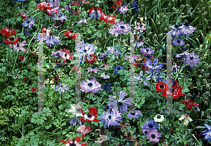 Picture of Anemone coronaria 'St. Brigid hybrids'