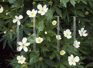 Picture of Anemone canadensis 
