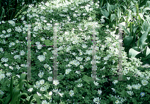 Picture of Anemone blanda 'White Splendor'