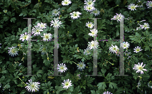 Picture of Anemone blanda 'Pink Star'